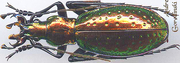 http://www.gorodinski.ru/carabus/Chrysotribax rutilans aragonensis.jpg